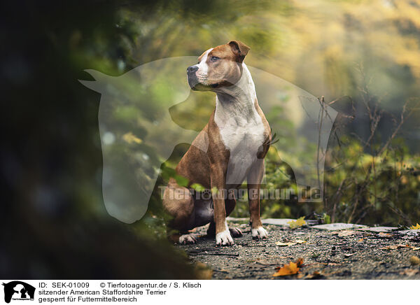 sitzender American Staffordshire Terrier / sitting American Staffordshire Terrier / SEK-01009