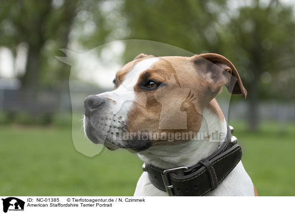 American Staffordshire Terrier Portrait / American Staffordshire Terrier portrait / NC-01385