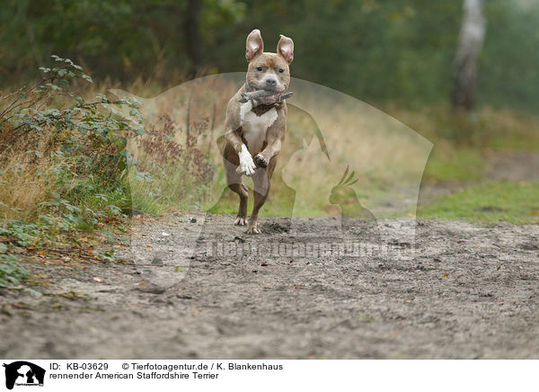 rennender American Staffordshire Terrier / running American Staffordshire Terrier / KB-03629