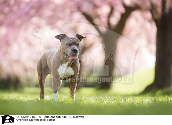 American Staffordshire Terrier / UM-01915