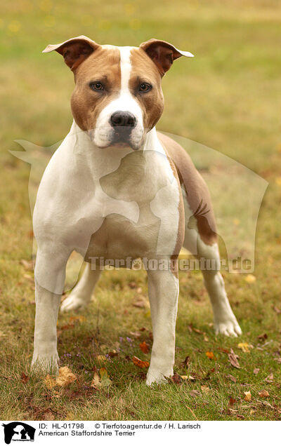 American Staffordshire Terrier / HL-01798