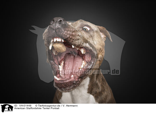 American Staffordshire Terrier Portrait / American Staffordshire Terrier Portrait / VH-01448