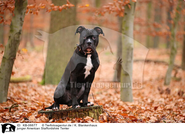junger American Staffordshire Terrier / young American Staffordshire Terrier / KB-06677