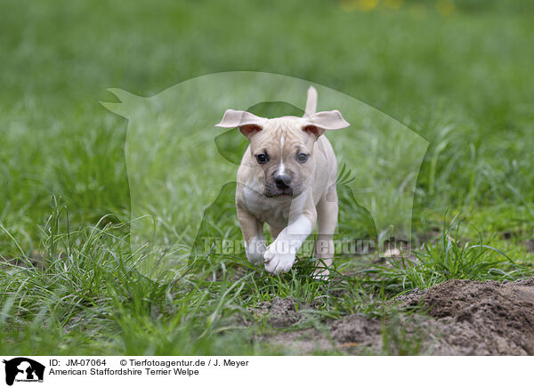 American Staffordshire Terrier Welpe / JM-07064