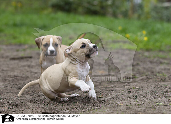 American Staffordshire Terrier Welpe / American Staffordshire Terrier puppy / JM-07069