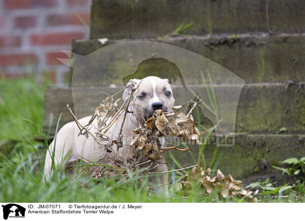 American Staffordshire Terrier Welpe / American Staffordshire Terrier puppy / JM-07071