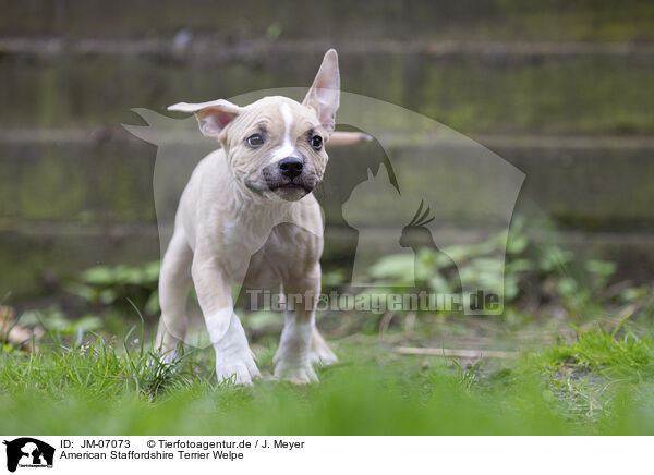 American Staffordshire Terrier Welpe / JM-07073