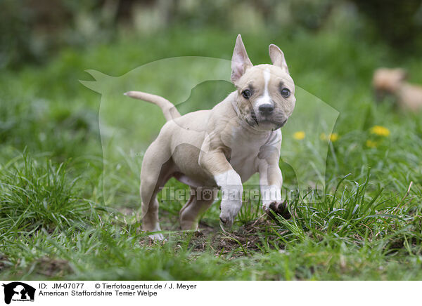 American Staffordshire Terrier Welpe / JM-07077