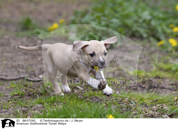 American Staffordshire Terrier Welpe / American Staffordshire Terrier puppy / JM-07080