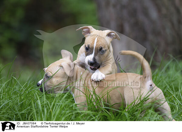 American Staffordshire Terrier Welpe / American Staffordshire Terrier puppy / JM-07084