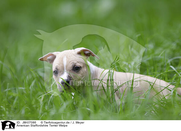 American Staffordshire Terrier Welpe / JM-07086