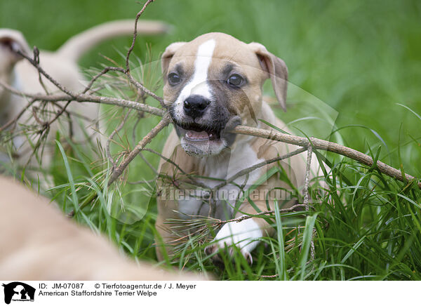 American Staffordshire Terrier Welpe / American Staffordshire Terrier puppy / JM-07087