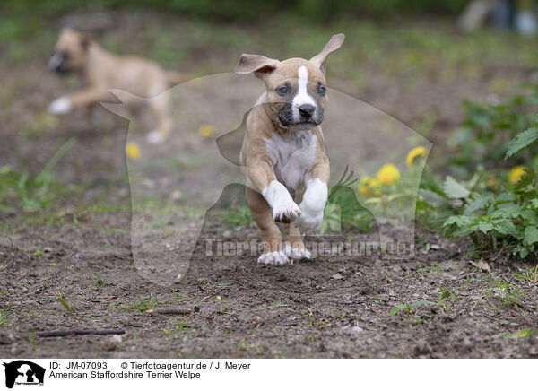 American Staffordshire Terrier Welpe / American Staffordshire Terrier puppy / JM-07093