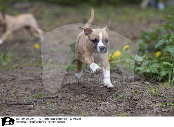 American Staffordshire Terrier Welpe / American Staffordshire Terrier puppy / JM-07094