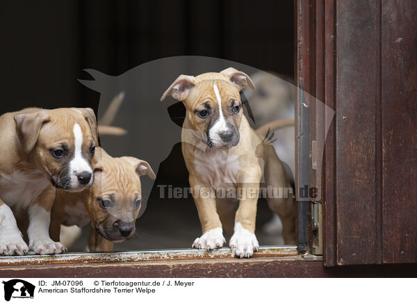 American Staffordshire Terrier Welpe / American Staffordshire Terrier puppy / JM-07096