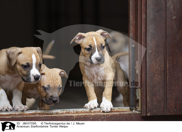 American Staffordshire Terrier Welpe / JM-07096