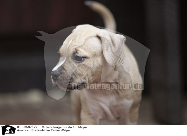American Staffordshire Terrier Welpe / American Staffordshire Terrier puppy / JM-07099