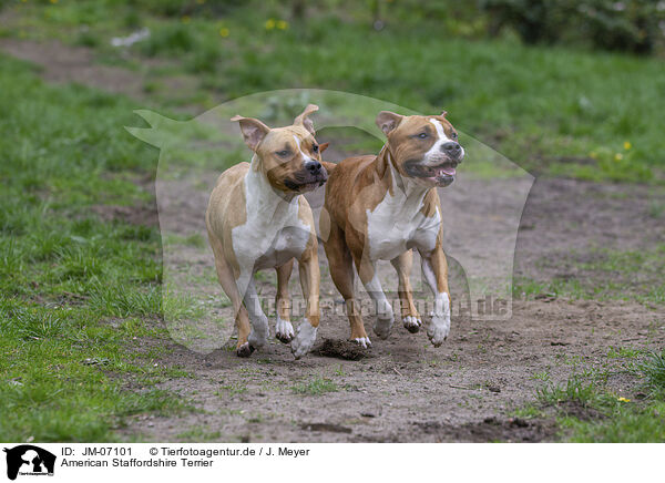 American Staffordshire Terrier / American Staffordshire Terrier / JM-07101