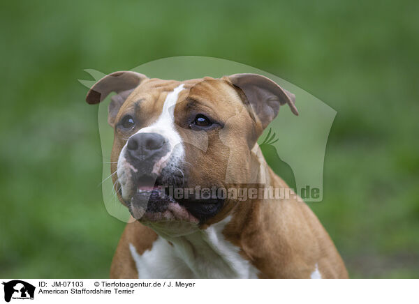 American Staffordshire Terrier / American Staffordshire Terrier / JM-07103