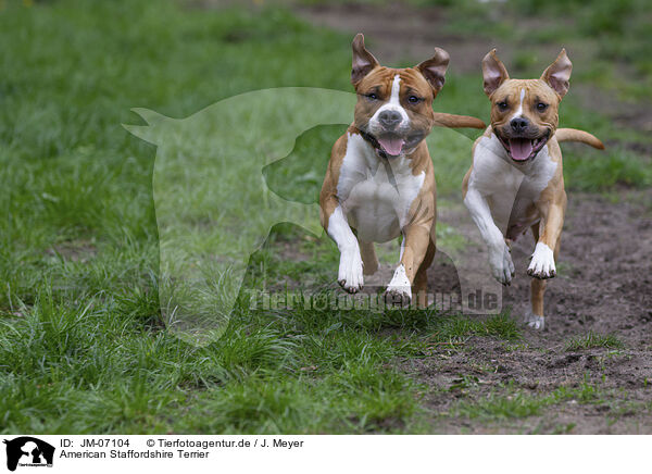 American Staffordshire Terrier / JM-07104