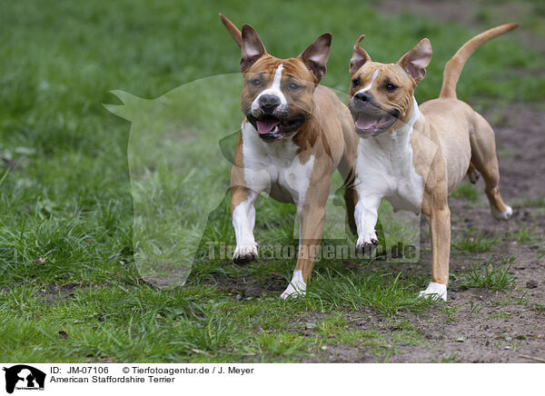 American Staffordshire Terrier / American Staffordshire Terrier / JM-07106