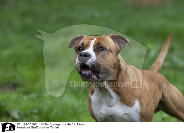 American Staffordshire Terrier / American Staffordshire Terrier / JM-07107