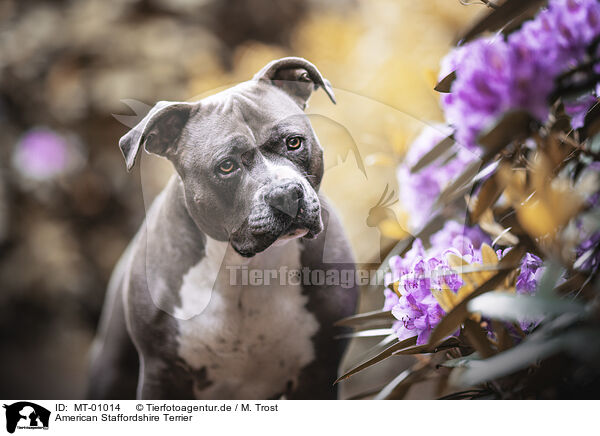 American Staffordshire Terrier / MT-01014