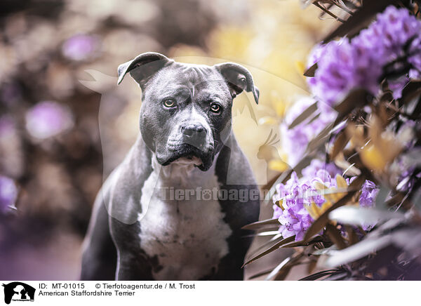 American Staffordshire Terrier / American Staffordshire Terrier / MT-01015