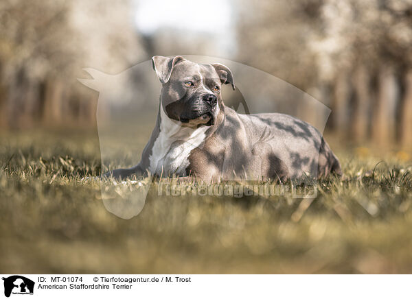 American Staffordshire Terrier / American Staffordshire Terrier / MT-01074