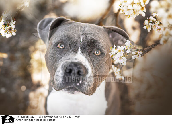 American Staffordshire Terrier / American Staffordshire Terrier / MT-01082