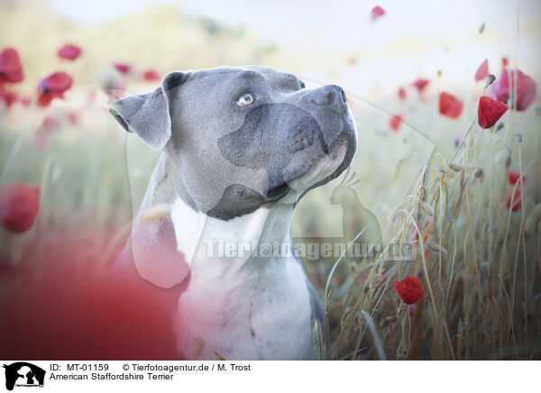 American Staffordshire Terrier / American Staffordshire Terrier / MT-01159