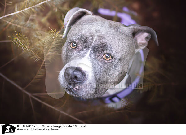 American Staffordshire Terrier / American Staffordshire Terrier / MT-01170