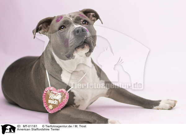 American Staffordshire Terrier / American Staffordshire Terrier / MT-01181