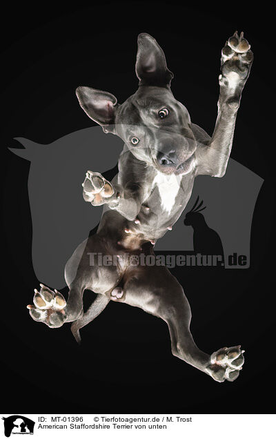 American Staffordshire Terrier von unten / MT-01396