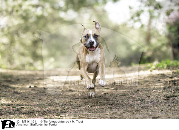 American Staffordshire Terrier / American Staffordshire Terrier / MT-01491