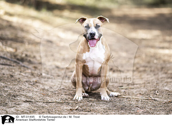 American Staffordshire Terrier / American Staffordshire Terrier / MT-01495