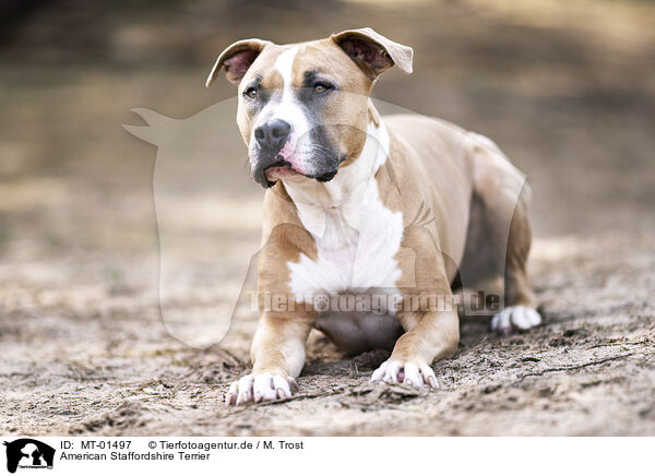 American Staffordshire Terrier / American Staffordshire Terrier / MT-01497