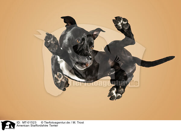 American Staffordshire Terrier / MT-01523
