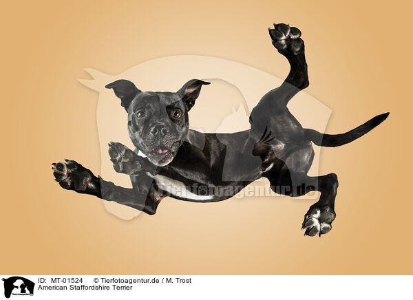 American Staffordshire Terrier / American Staffordshire Terrier / MT-01524