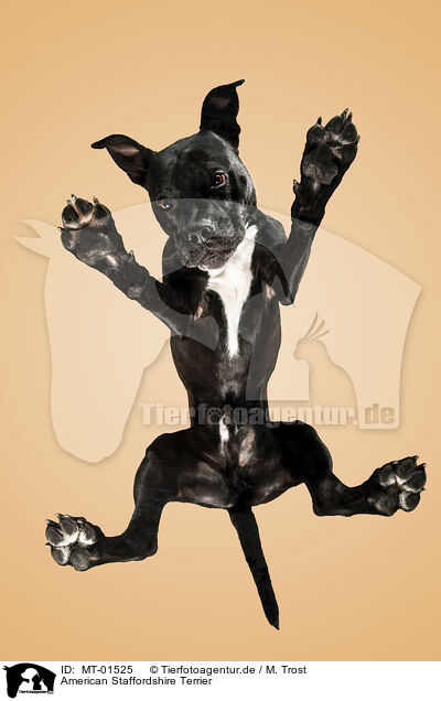 American Staffordshire Terrier / MT-01525