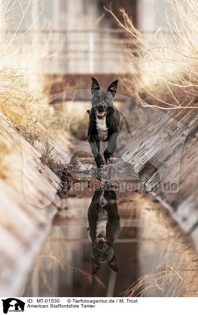 American Staffordshire Terrier / MT-01530