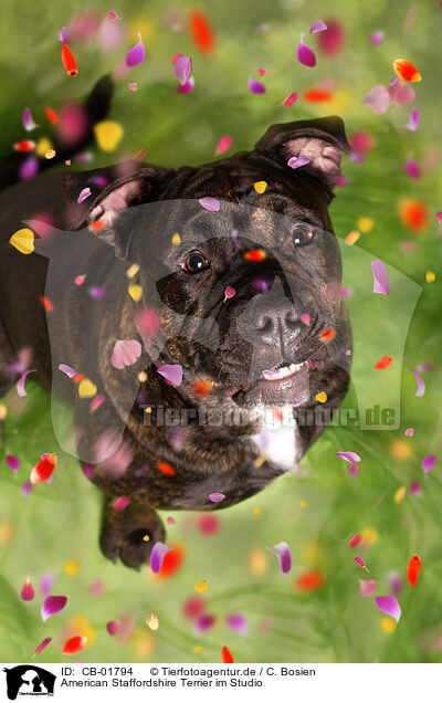 American Staffordshire Terrier im Studio / CB-01794