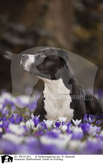 American Staffordshire Terrier im Frhling / PK-01321