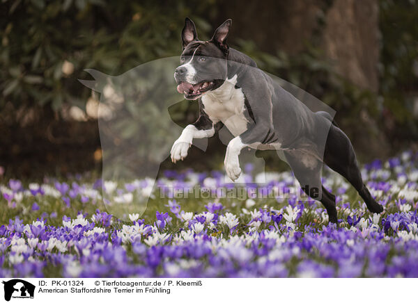 American Staffordshire Terrier im Frhling / American Staffordshire Terrier in spring / PK-01324