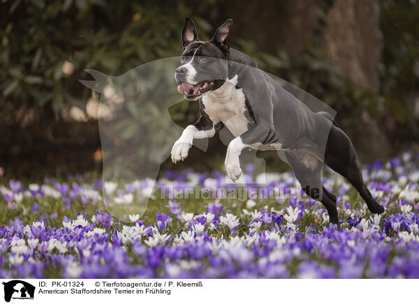 American Staffordshire Terrier im Frhling / PK-01324