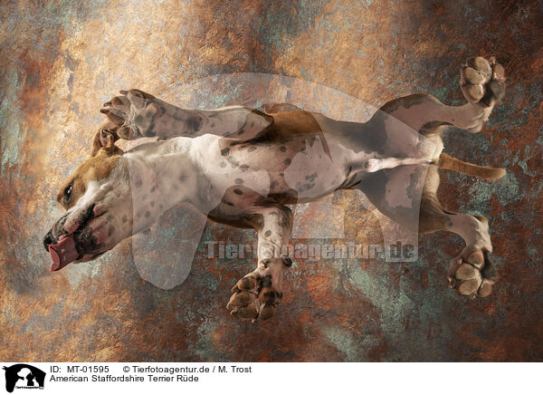 American Staffordshire Terrier Rde / MT-01595