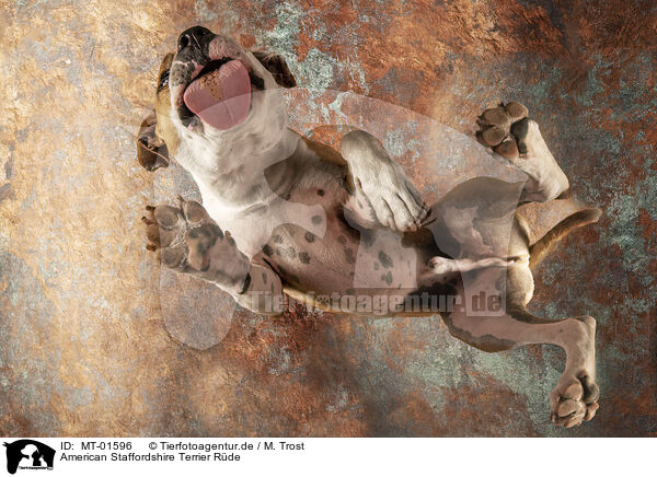 American Staffordshire Terrier Rde / MT-01596