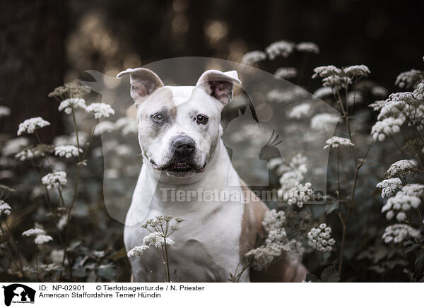 American Staffordshire Terrier Hndin / female American Staffordshire Terrier / NP-02901