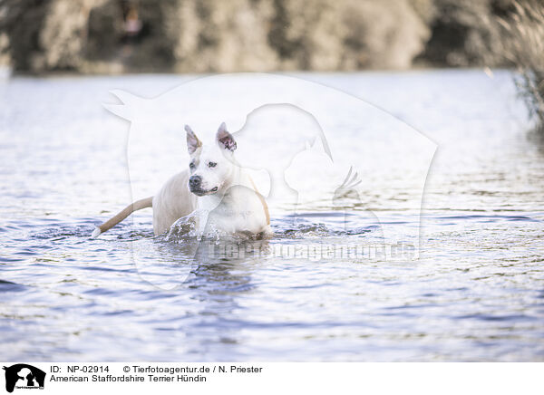 American Staffordshire Terrier Hndin / NP-02914