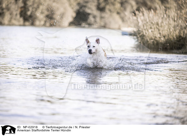 American Staffordshire Terrier Hndin / NP-02918